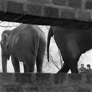 Images Dated 3rd February 2016: Elephants a098723