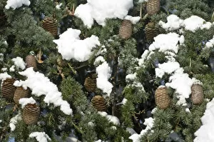 Christmas Collection: Eltham snowscapes DP073251