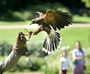 Animals: Birds Collection: Falconry event at Audley End N070883