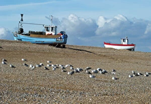 Beach Collection: Fishing boats, Dungeness Beach N100296