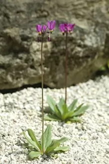 Purple Collection: Flowering alpines N080165