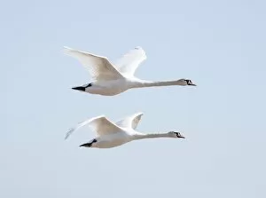 Bird Collection: Flying swans DP174915