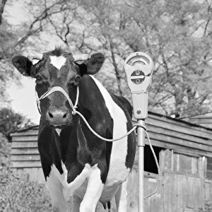 Humour Collection: Friesian cow a067430