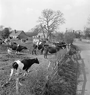 Live Stock Collection: Friesian cows a079472