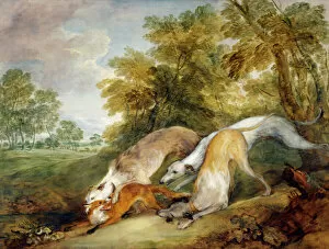 Animal Collection: Gainsborough - Greyhounds coursing a Fox J920623