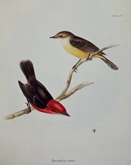 Illustration Collection: Galapagos finch J970104