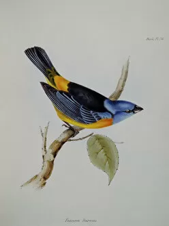Bird Collection: Galapagos finch J970105