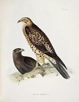 Bird Collection: Graxirex Galapagoensis J970102