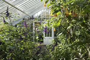 Images Dated 23rd September 2021: Greenhouse interior DP221742
