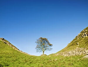 Tree Collection: Hadrians Wall N060720