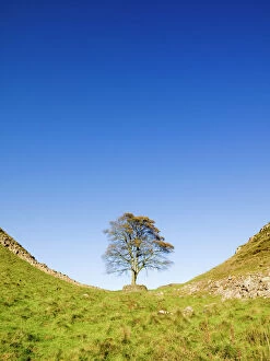Tree Collection: Hadrians Wall N060721