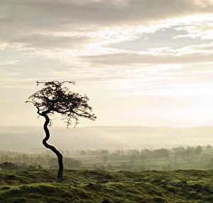 Tree Collection: Hadrians Wall N070327