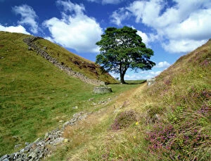 Images Dated 16th February 2010: Hadrians Wall: Sycamore Gap K060462