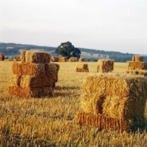 Agriculture Collection: Hay Bales FF002978