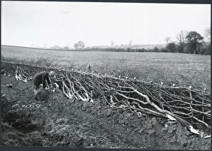 Rural Landscape Collection: Hedgelaying DIX02_01_100