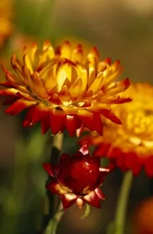 Audley End gardens Collection: Helichrysum Monstrosum M070346