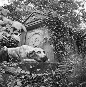 Animals: Dogs Collection: Highgate Cemetery a073965