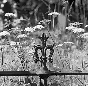 Iron Work Collection: Highgate Cemetery a074386