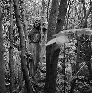 Wood Land Collection: Highgate Cemetery a074510
