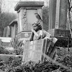 : Highgate Cemetery aa074407