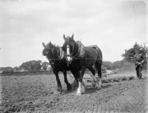Animals: Horses Collection: Horse ploughing MCF01_02_0373