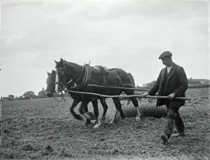 Animals: Horses Collection: Horse ploughing MCF01_02_0374