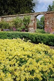 Yellow Collection: Down House gardens K030470