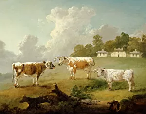 Treasures of Kenwood House Collection: Ibbetson - Three long-horned cattle J990019
