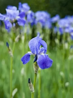 Eltham Palace gardens Collection: Iris flower N070344