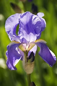 Eltham Palace gardens Collection: Iris flower N071174