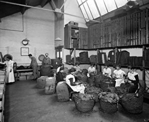 Images Dated 29th June 1912: Leaf-picking, Teafani & Co Works, Brixton BL23660_007