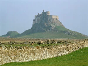 Sheep Collection: Lindisfarne Castle K011703