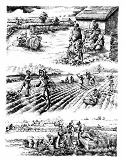 Farming Collection: Medieval farming N070208