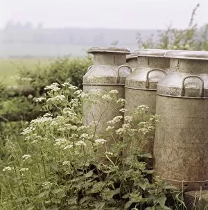 Images Dated 18th January 2011: Milk churns FF002967
