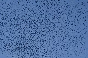 Dusk Collection: Murmuration of Starlings DP077066
