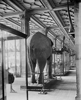 Elephants in England Collection: Natiural History Museum CC97_01194