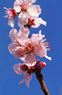 Plants and Flowers Collection: Peach blossom M070129