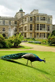 Audley End exteriors Collection: Peacock at Audley End N071337