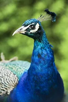 Animals: Birds Collection: Peacock N080550
