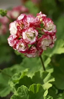 Images Dated 26th September 2008: Pelargonium Apple Blossom Rosebud M070284