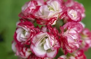 Audley End gardens Collection: Pelargonium Apple Blossom Rosebud M070286