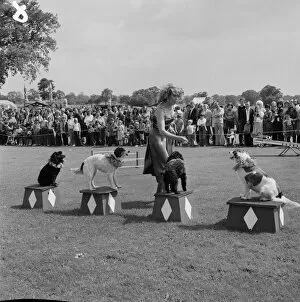 Fairs and carnivals Collection: Performing dogs JLP01_09_792076