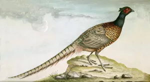 Artwork at Marble Hill Collection: Pheasant M981009