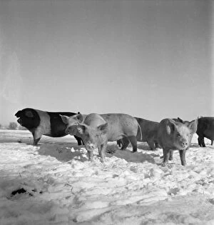 Livestock Collection: Pigs in snow a090125