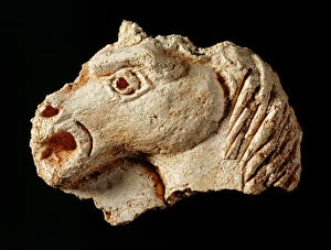 Animals: Horses Collection: Plaster fragment of a horses head, Berry Pomeroy Castle J920689