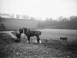 Agriculture Collection: Plough horses MCF01_02_1362
