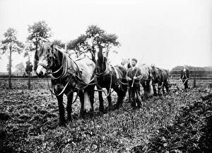 Victorian people and costumes Collection: Ploughing, Buckinghamshire BB98_10630