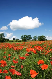 Blue Collection: Poppy field N071385