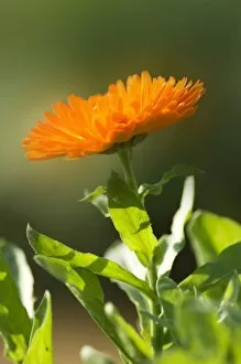 Plants and Flowers Collection: Pot Marigold (Calendula) N080510