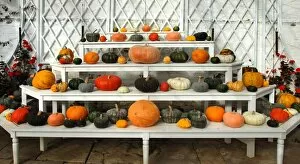 Halloween Collection: Pumpkins and squashes DP086928